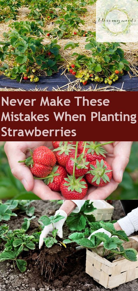 strawberries growing in the garden with text overlay that reads never make these mistakes when planting strawberries