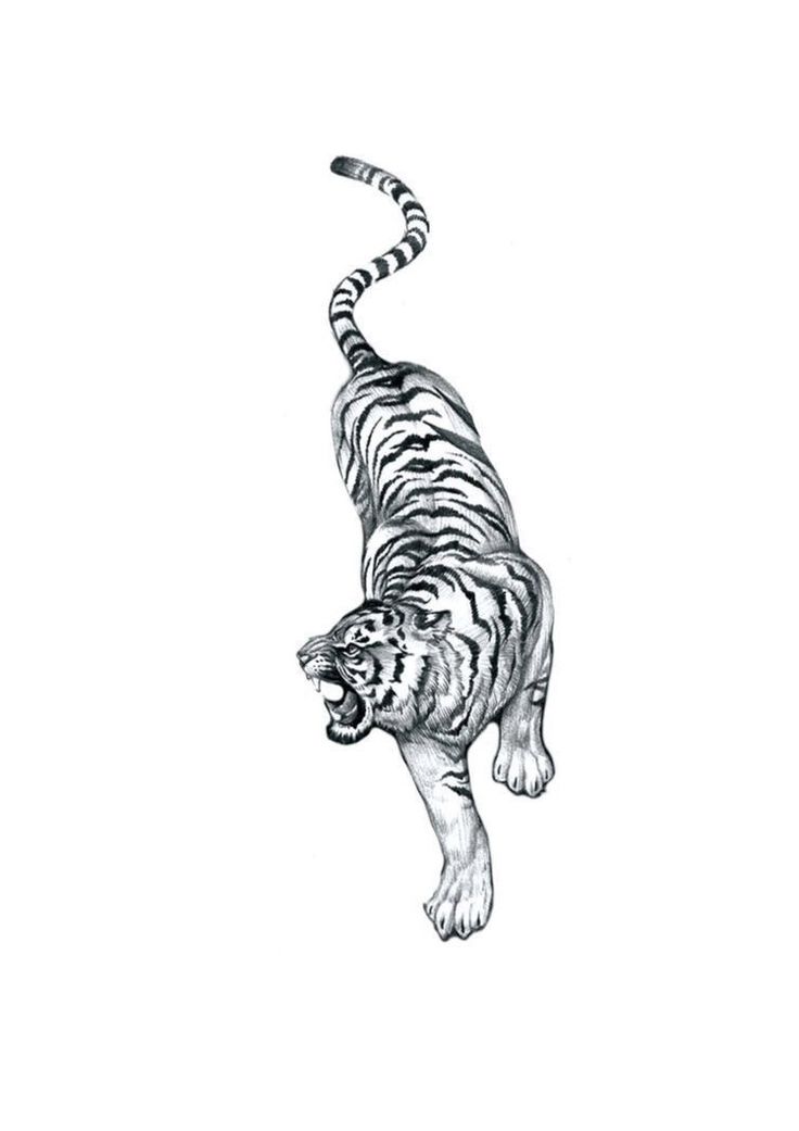 a black and white drawing of a tiger jumping in the air with it's mouth open