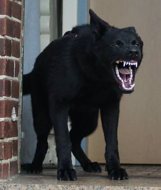 a large black dog with its mouth open and it's teeth wide open, standing outside