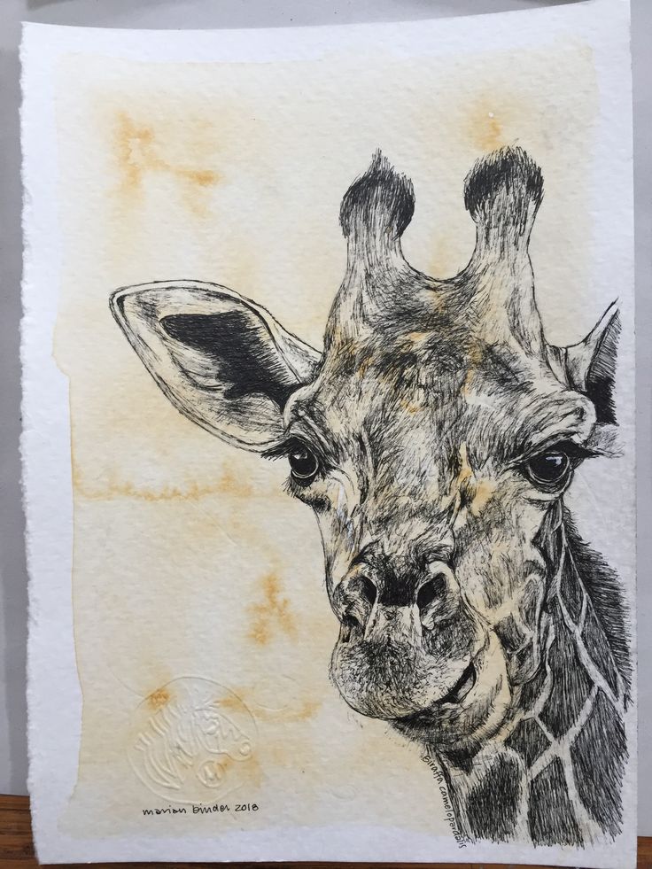 a drawing of a giraffe's face on a piece of paper