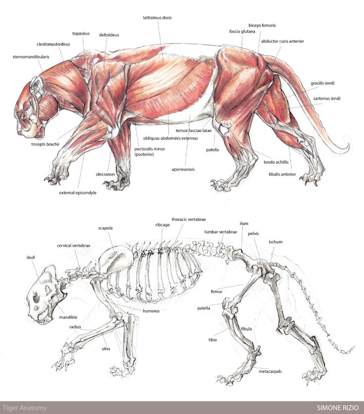 an animal's skeleton and muscles are shown in this diagram, which shows the different parts