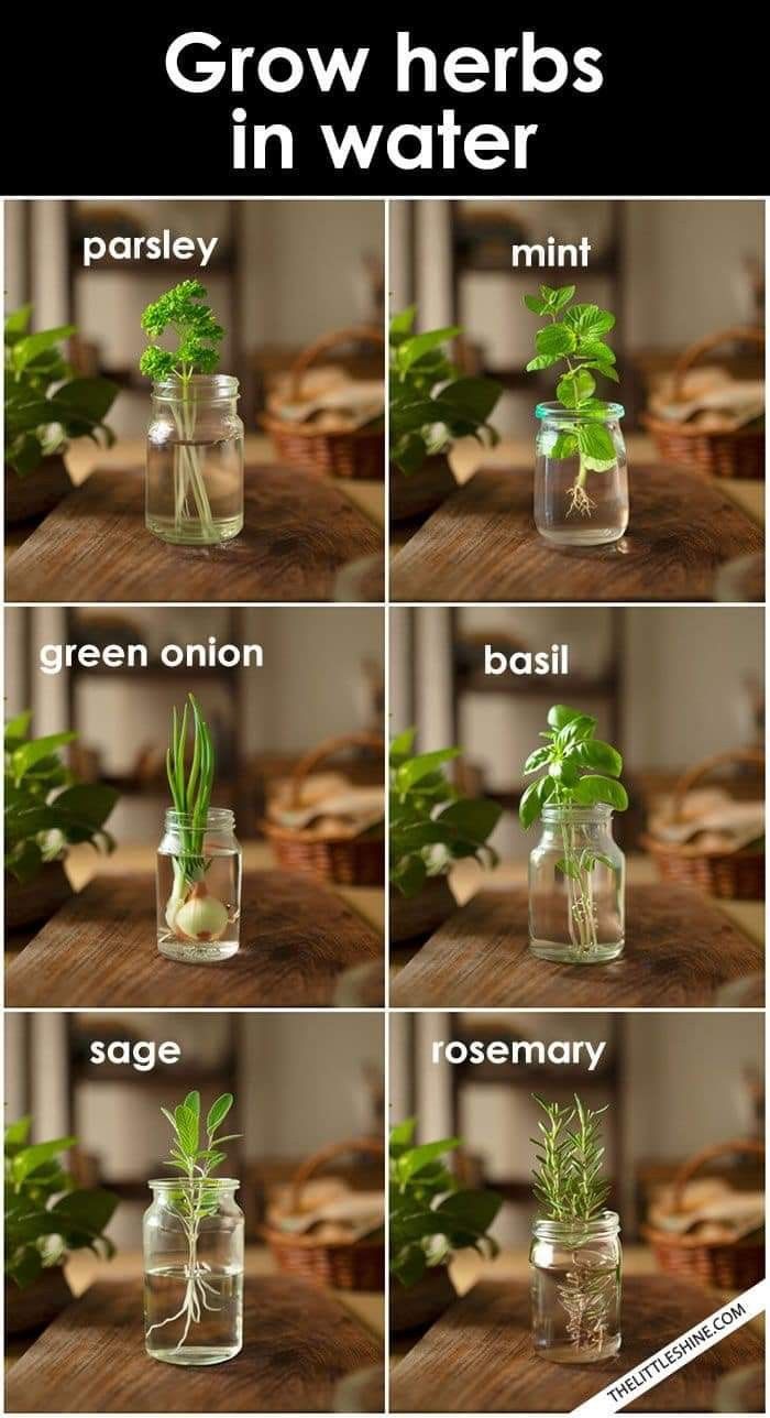 the steps to grow herbs in water