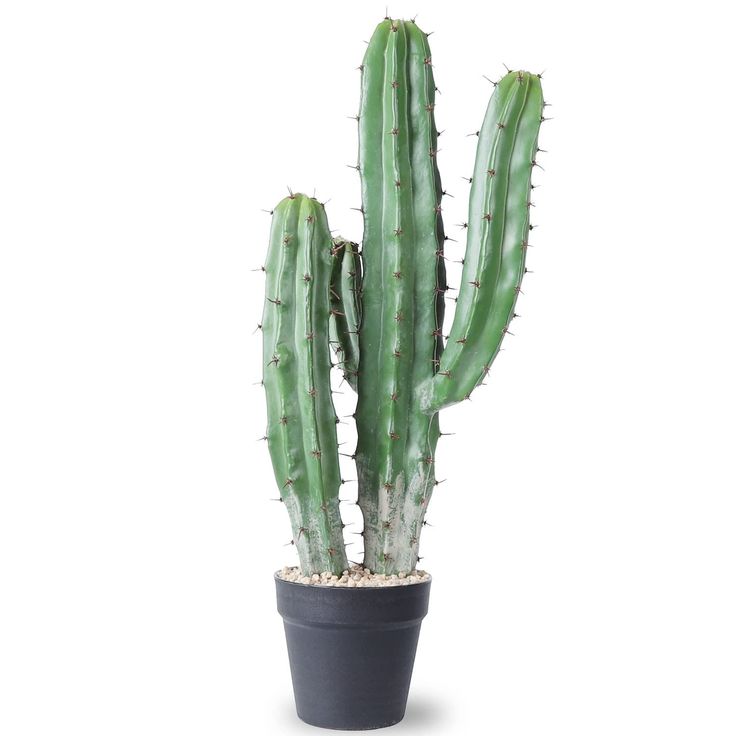 a large green cactus in a black pot on a white background with clippings