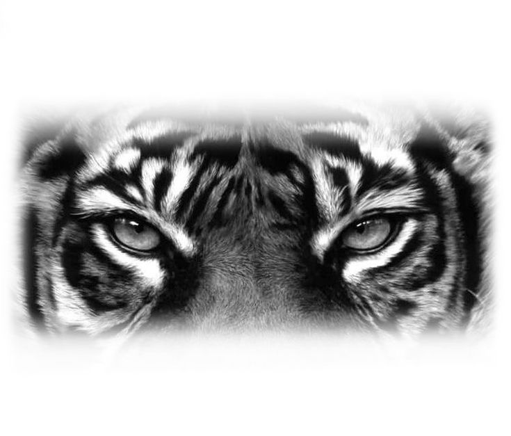 a black and white photo of a tiger's face with its eyes wide open