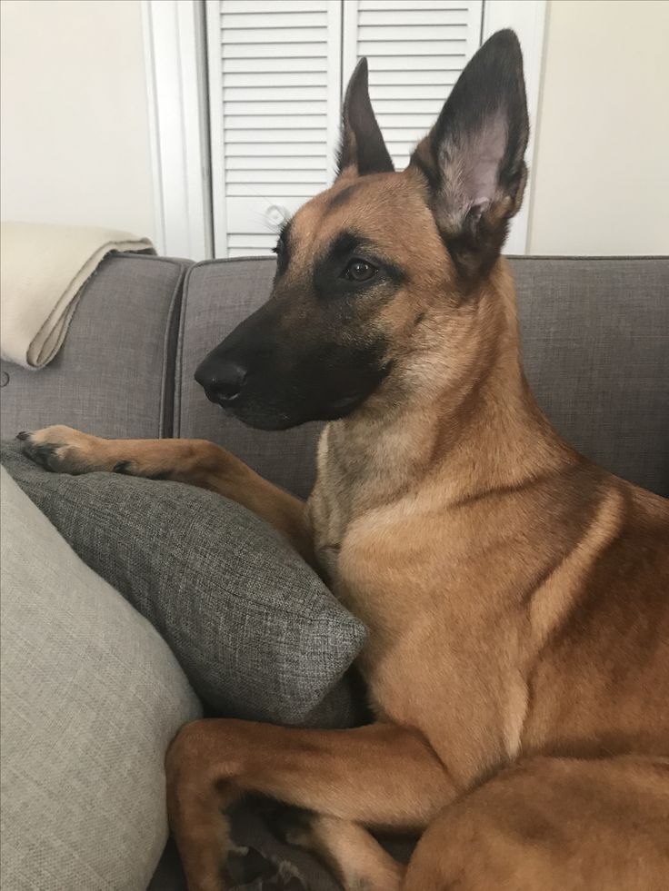 a large brown dog laying on top of a couch