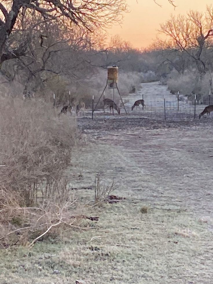 some animals are standing in the grass near trees and bushes with no leaves on them