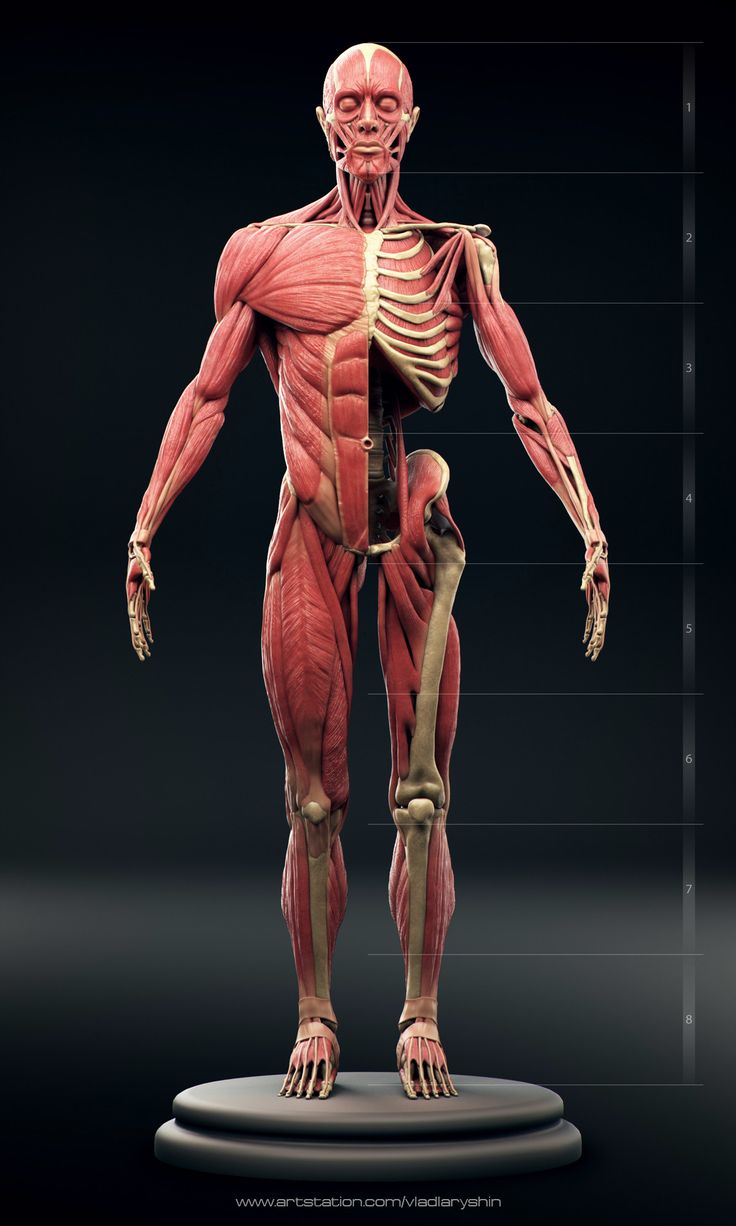 an image of a human anatomy model