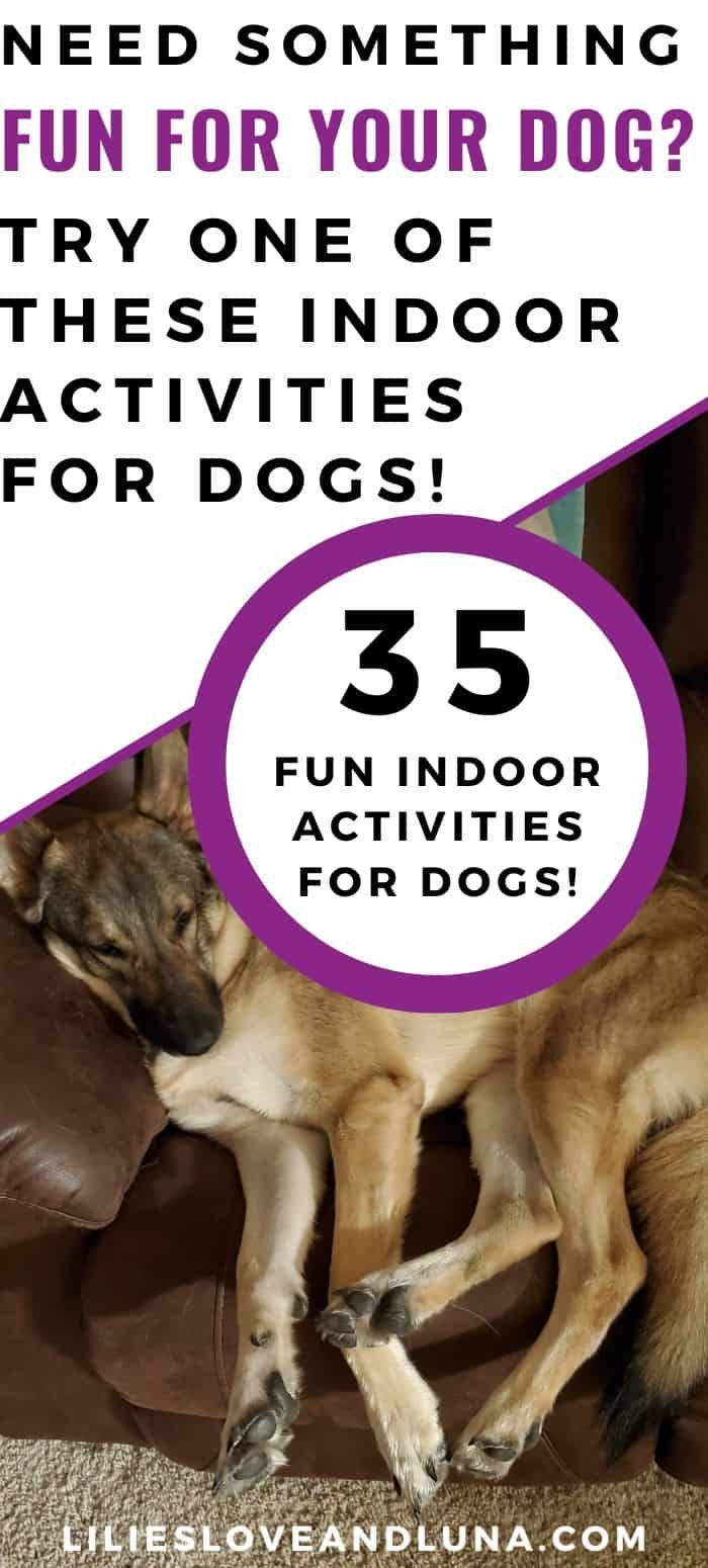 a brown dog laying on top of a couch next to a purple circle with the words fun for your dog