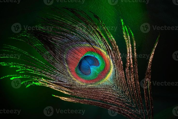 a colorful peacock feather with green and red highlights on it's back feathers are multicolored