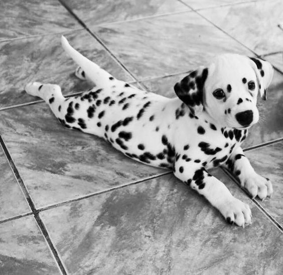 a black and white dalmatian puppy laying on the floor