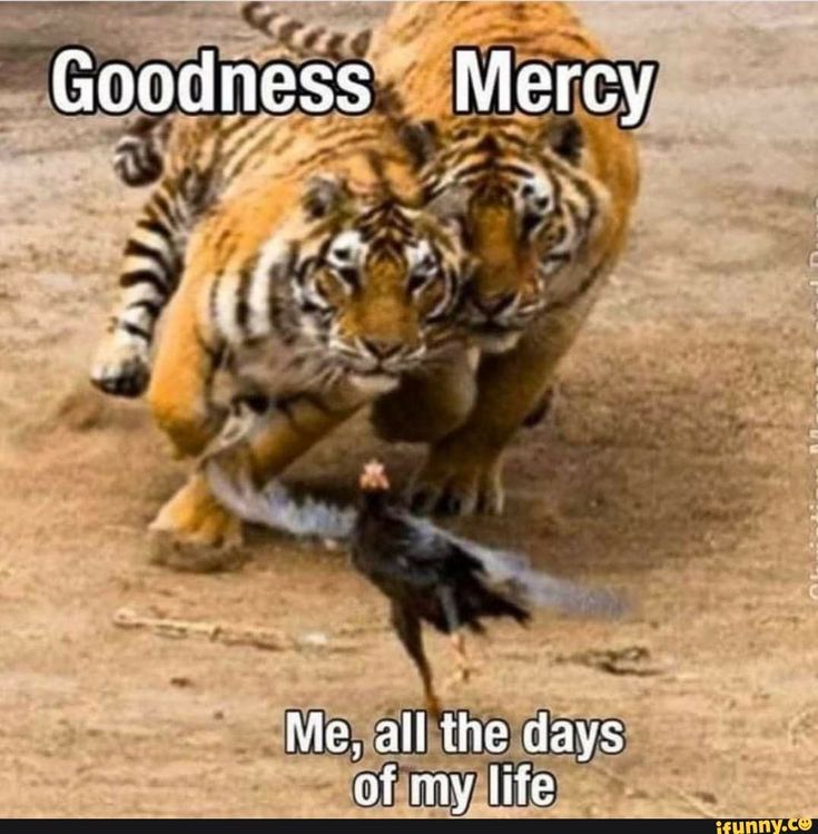 Found on iFunny Goodness And Mercy, Psalm 23 6, Surely Goodness And Mercy, Mercy Me, Funny Comic Strips, Funny Comic, Auburn University, Christian Memes, Auburn Tigers