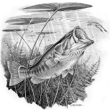 a drawing of a large mouth bass in the water with plants and grass around it