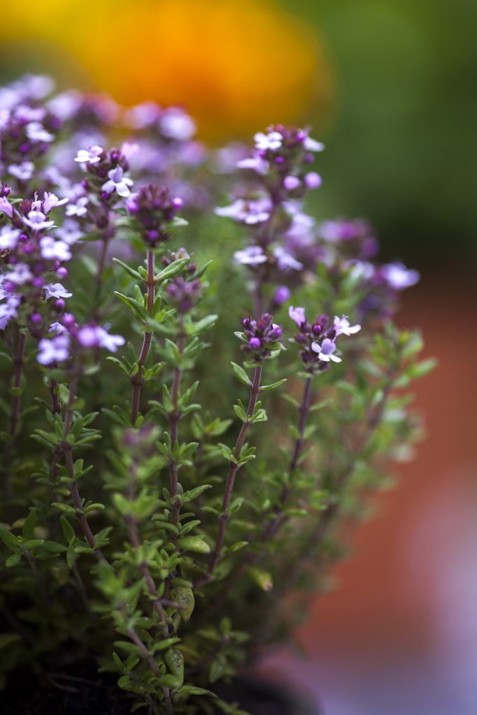 small purple flowers are growing in a pot