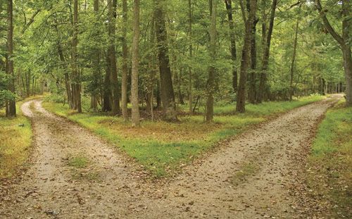 a dirt road in the middle of a forest with a quote from led zepplin