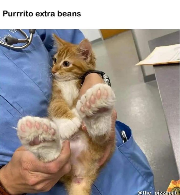 a person holding a small kitten in their lap with the caption purrito extra beans