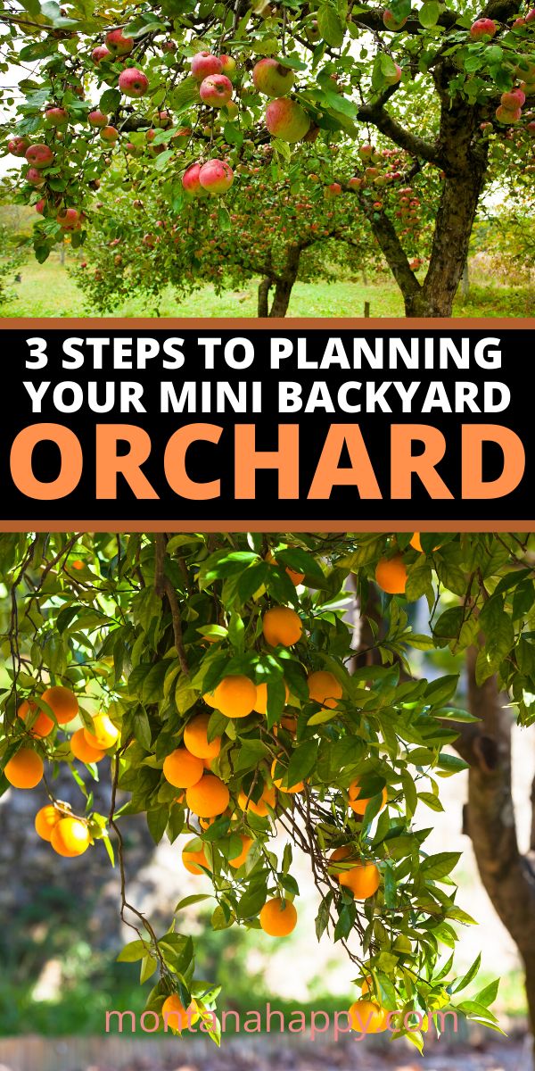 an orange tree with the words 3 steps to planning your mini backyard orchard