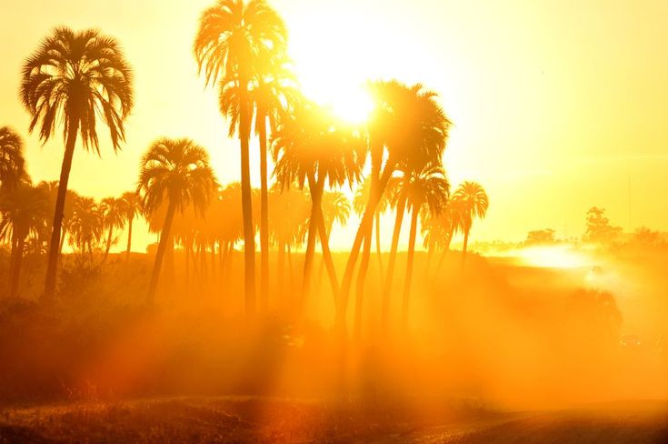 the sun shines brightly through palm trees