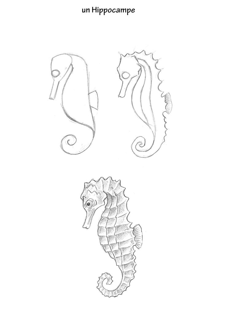 an image of seahorses in spanish