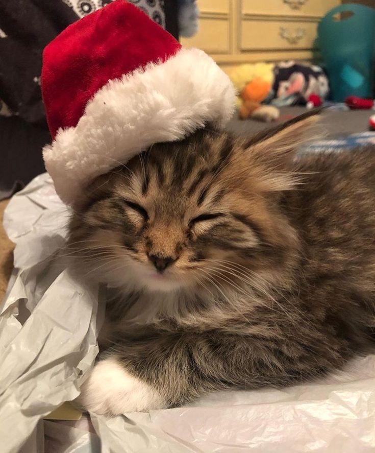 a cat wearing a santa hat laying on top of a pile of wrapping paper in a room