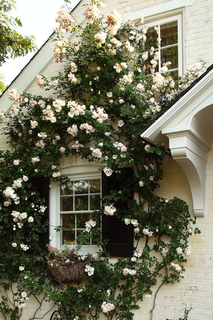 a window with flowers growing on the side of it