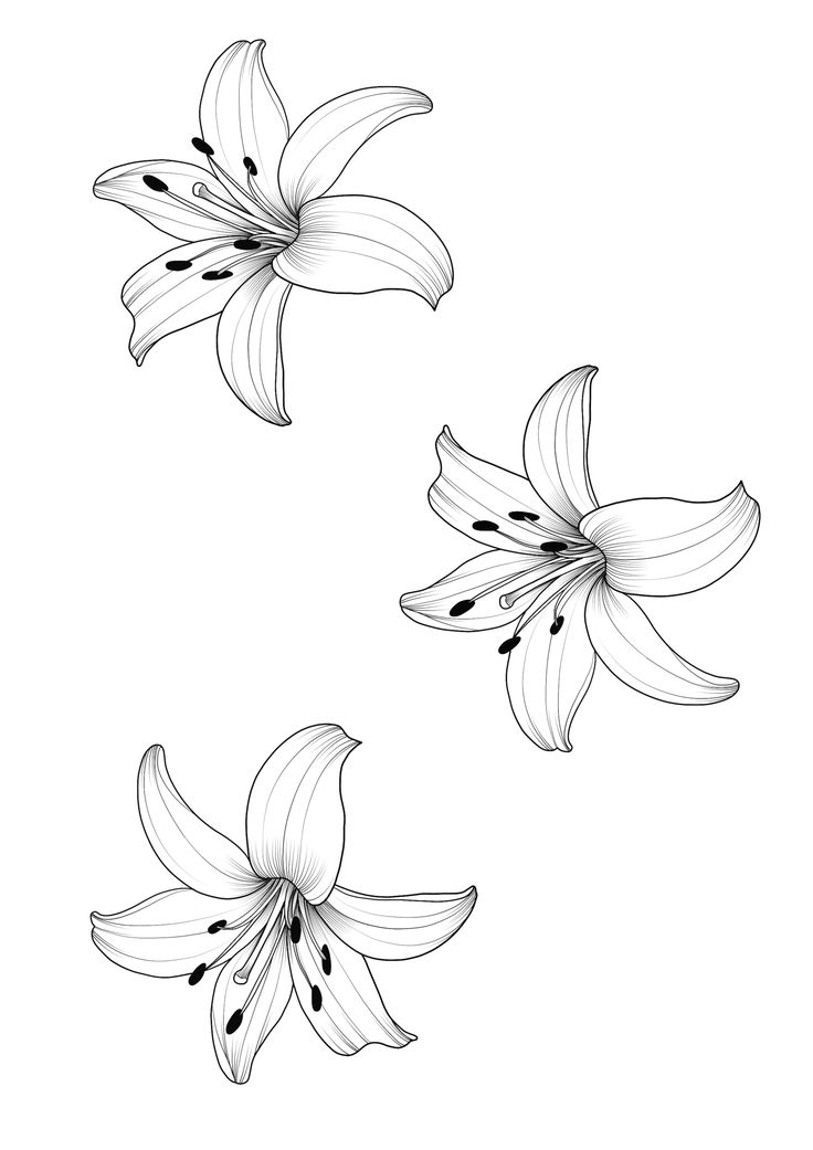 three white lilies on a white background with black dots in the bottom right corner