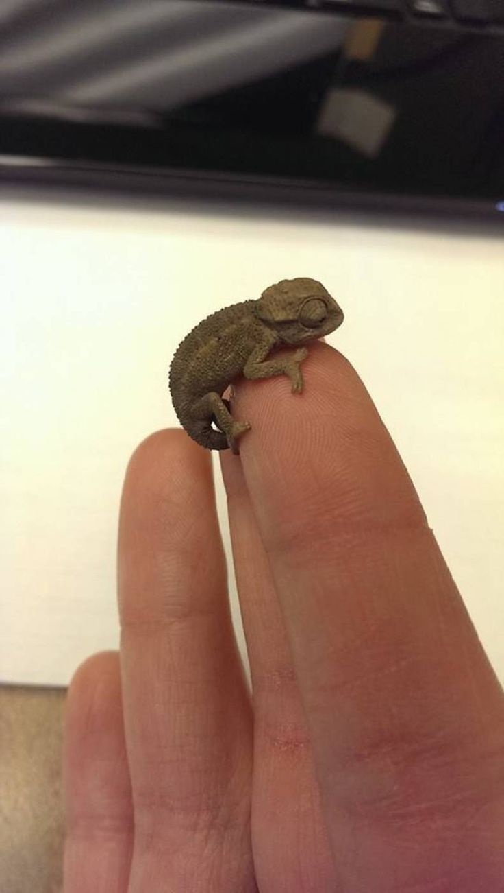 a small lizard sitting on top of a persons finger