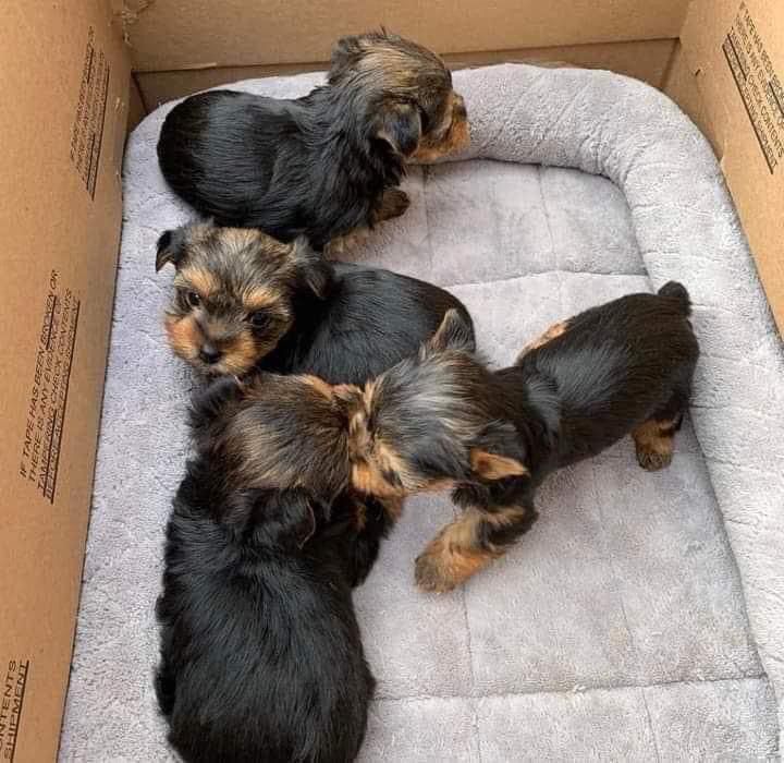 four small puppies are laying in a cardboard box on top of a blanket and pillow