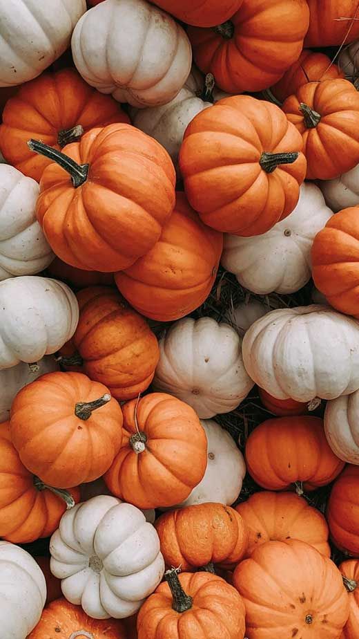 many orange and white pumpkins are stacked together