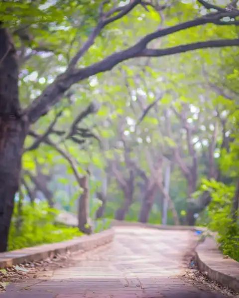 an empty road surrounded by trees and bushes