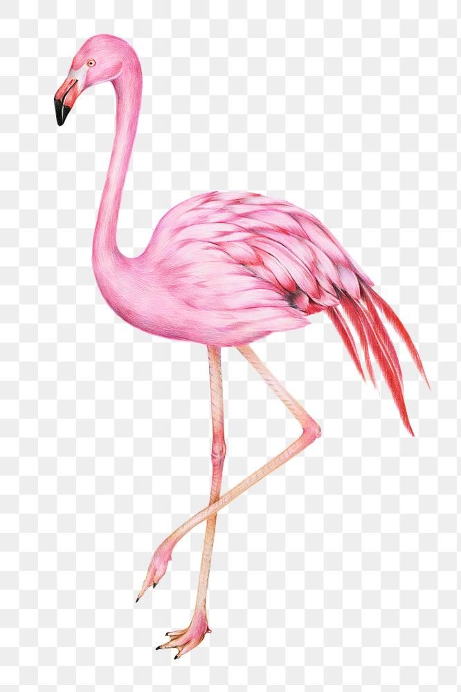 a pink flamingo standing on one leg with its legs spread out to the side