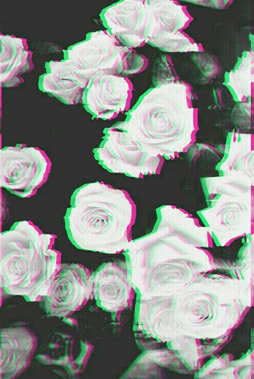 some white roses are in front of a black and pink background that is blurry