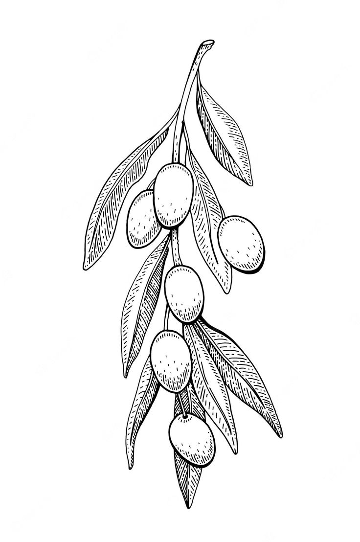 an olive tree branch with leaves and fruit on it, drawn in black and white