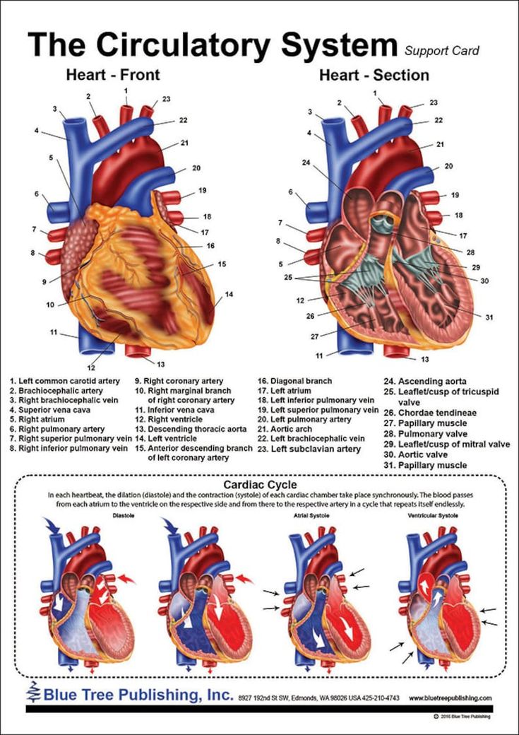 the circulator system is shown in this diagram, and shows different parts of the heart