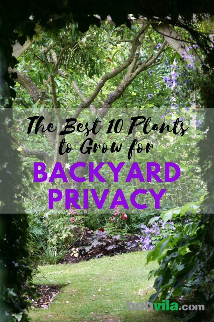 the best 10 plants to grow for backyard privacy