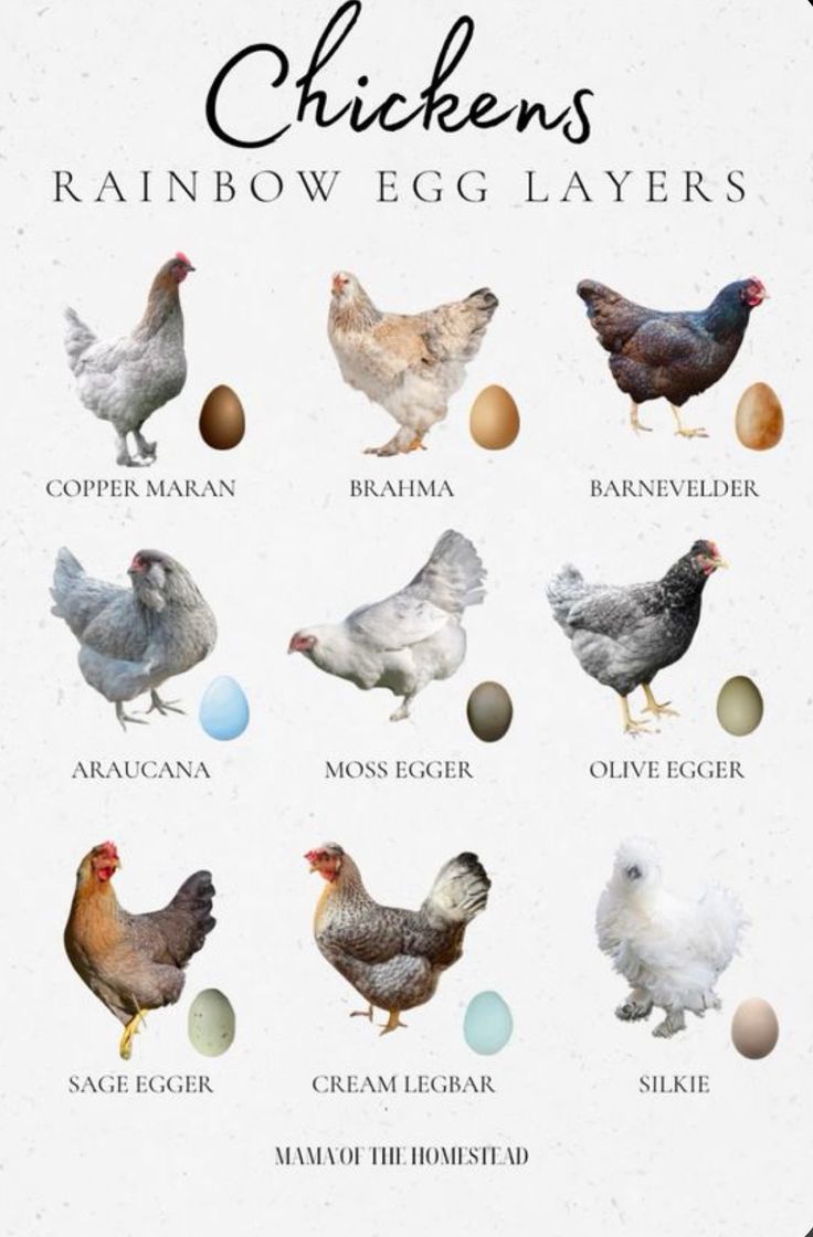 chickens and their eggs are shown in this graphic style, which includes the names of different breeds