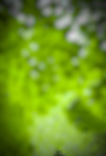 a blurry image of green leaves in the air