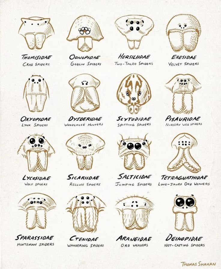 an image of different types of animal heads