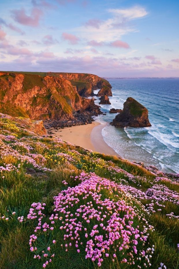 wildflowers growing on the side of a cliff overlooking the ocean with cliffs in the background