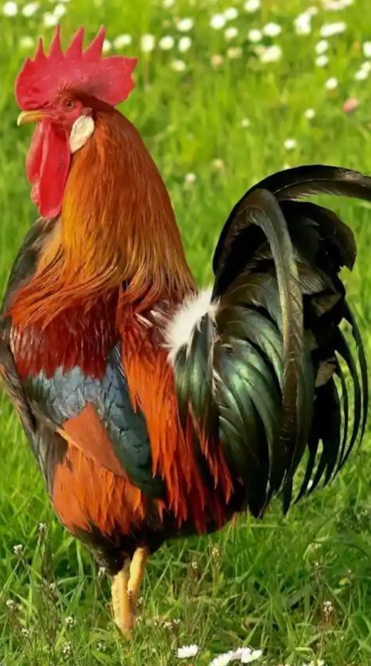 a rooster standing on top of a lush green field