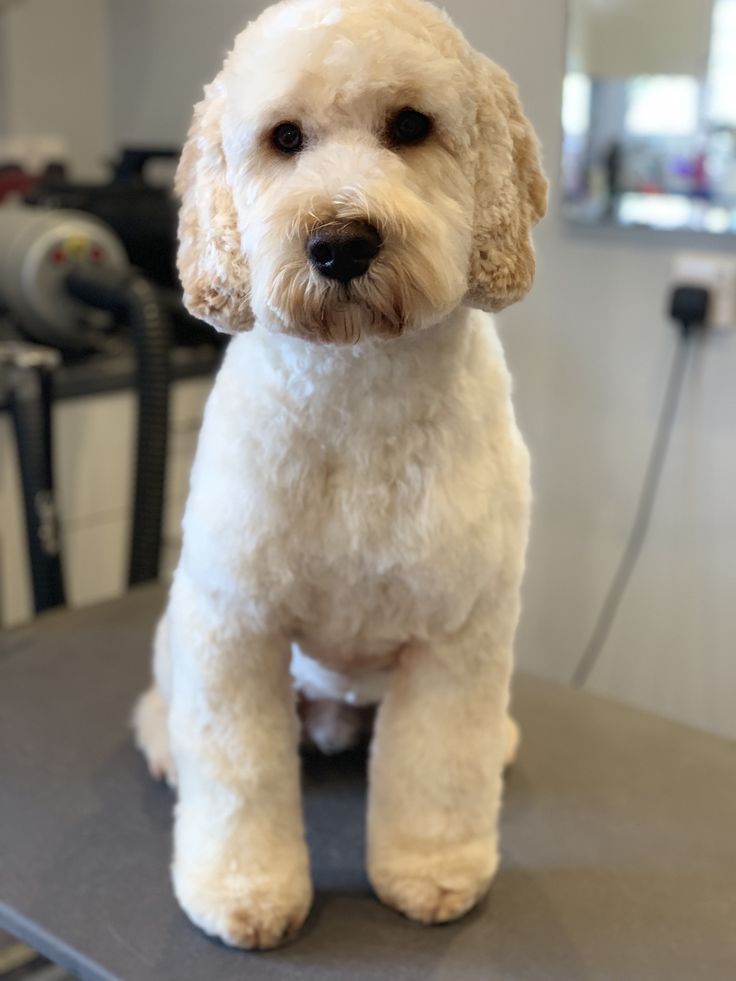 a white dog sitting on top of a table next to a hair dryer machine