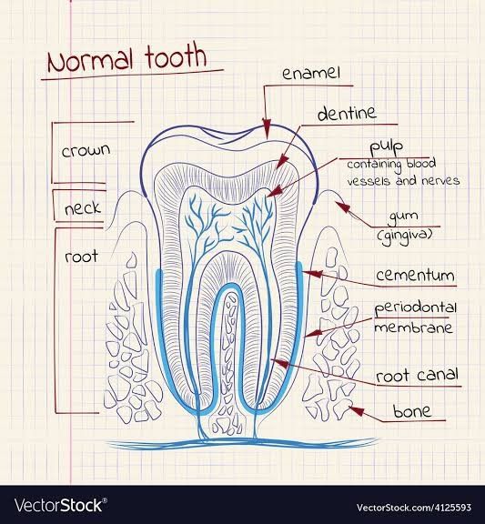 Dental Assistant Study Guide, Dental Charting, Tooth Vector, Teeth Vector, Dental Assistant School, Dental Hygienist School, Tooth Structure, Dental Assistant Study, Dental Hygiene Student