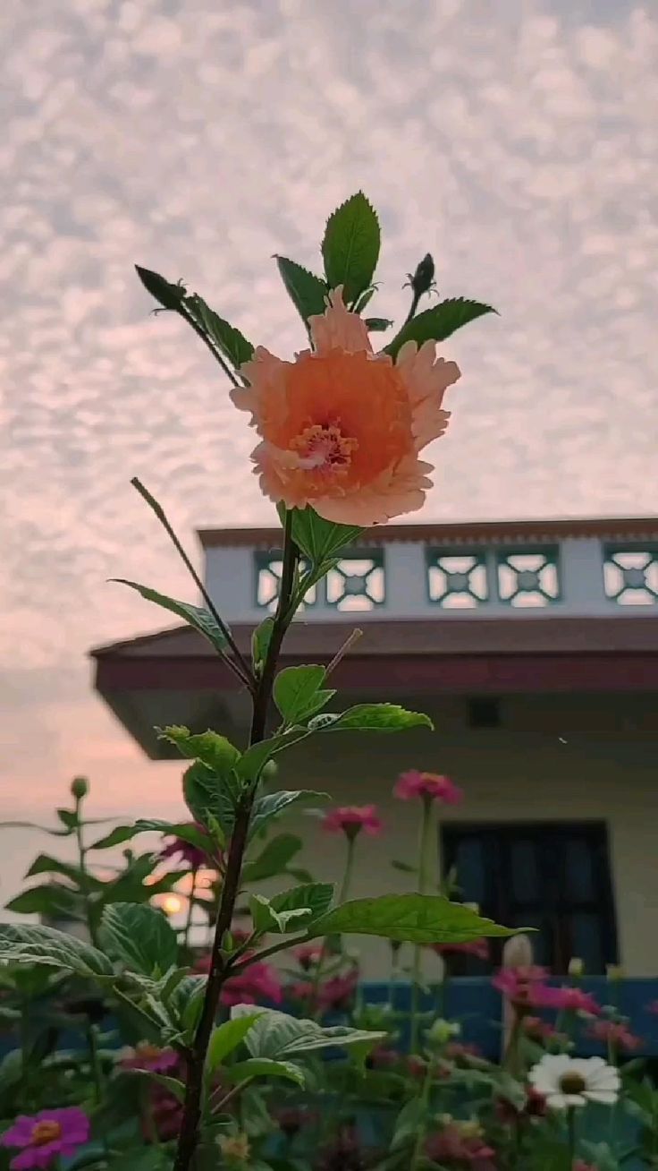 an orange flower is blooming in front of a house