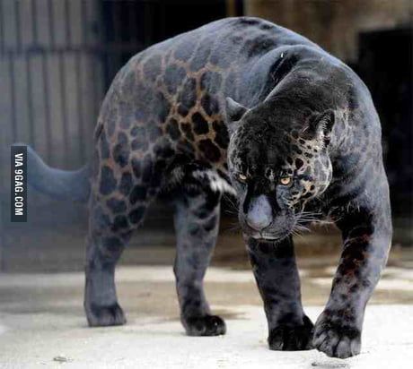 a large black leopard walking across a cement floor