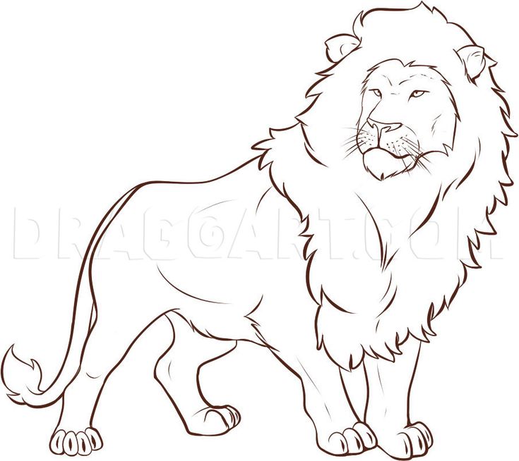 how to draw a lion step by step