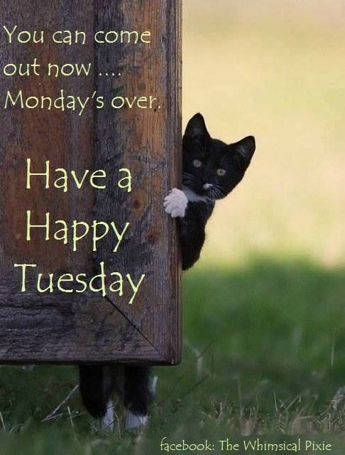 a black and white cat peeking out from behind a wooden post with the words have a happy tuesday written on it