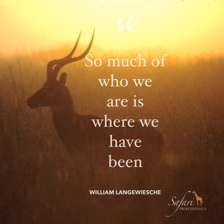 an image of a deer with the quote so much of who we are is where we have been