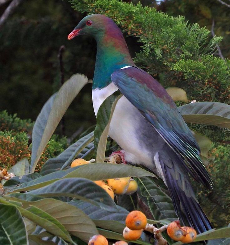 a colorful bird sitting on top of a tree filled with fruit