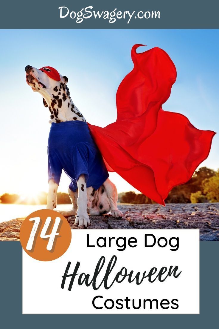 a dalmatian dog wearing a costume with the words, large dog halloween costumes