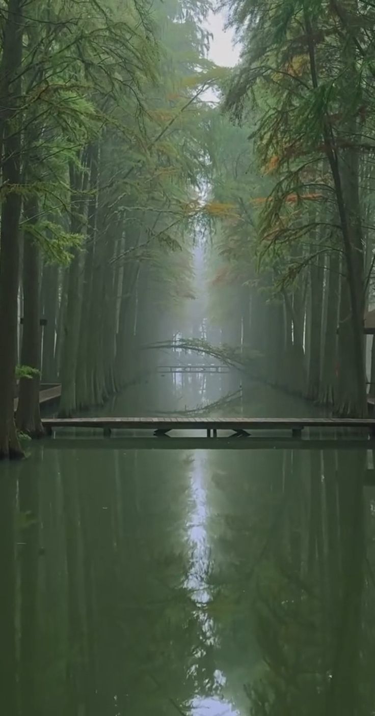 an empty walkway in the middle of a forest with water running through it and trees lining both sides