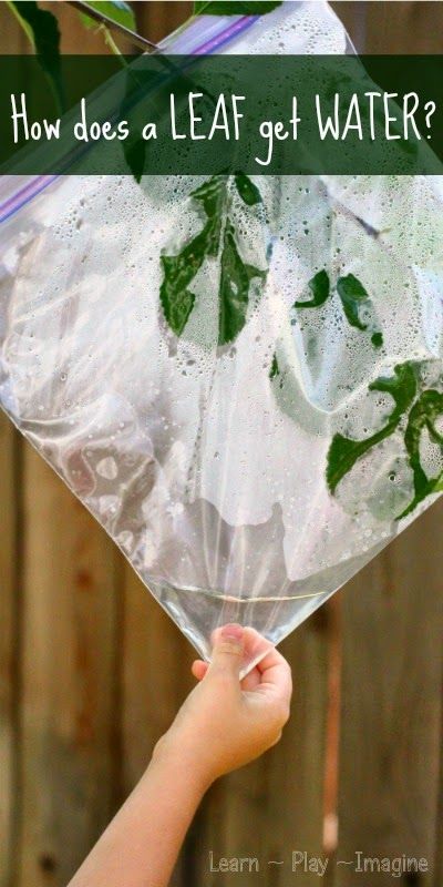 someone is holding up a clear bag with leaves in it and the text how does a leaf get water?